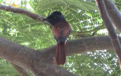 IMG_3397 Asian Paradise Flycatcher @ Tai O.JPG