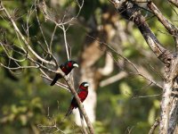 black and red broadbills.JPG