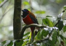 rednaped trogon.JPG