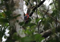 whiteheads trogon male.JPG