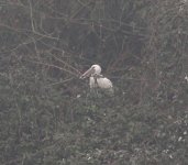 Asian Openbill .jpg