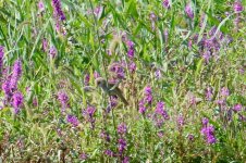 Oriental Reed Warbler (1).jpg