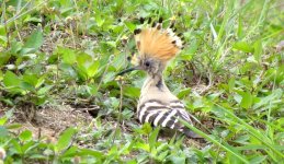 IMG_5521 Hoopoe @ RDBT.JPG