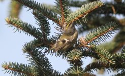 Goldcrest.jpg