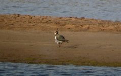 Northern Lapwing.jpg