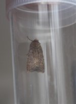moth d2.jpg