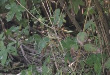 Yellow-browed Warbler.jpg