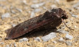 Pearly Underwings 039.JPG