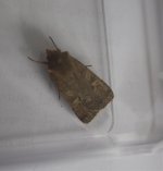moth h1.jpg