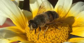 unknown_hoverfly2.jpg