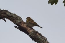 serin_or_yellowhammer.JPG