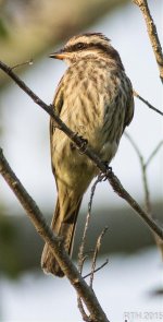 Varigated Flycatcher  10-31-2015.jpg