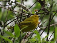 Yellow Warbler.jpg