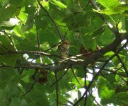 Ovenbird.jpg