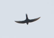 Pacific Swift.JPG