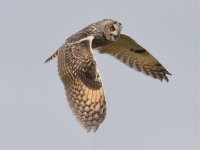 Long-eared Owl.jpg