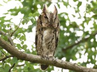 Collared Scops Owl 1.jpg