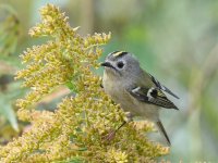 Goldcrest.jpg