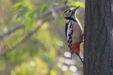 Great-spotted Woodpecker.jpg