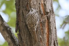 Eurasian Treecreeper (2).jpg