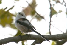 Long-tailed Tit (1).jpg