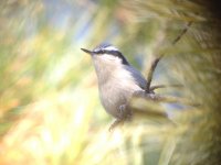 yunnan nuthatch.jpg