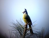 crested finchbill.jpg