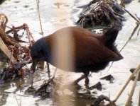 black-tailed crake.jpg