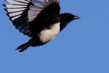 Tailless Magpie in flight.jpg