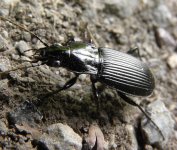 pterostichus.JPG