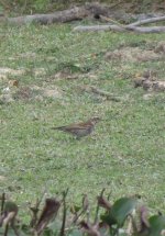 IMG_5615 Dusky Thrush @ Pui O.jpg