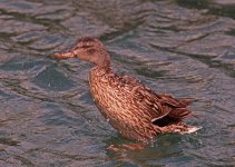 mallard bath.jpg