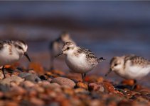 Sanderling group.jpg