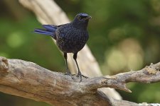 blue-whistling thrush lamma HK D7200 200-500mm_DSC3729.jpg