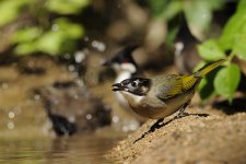 chinese bulbuls water lamma HK D7200 200-500mm_DSC4151.jpg