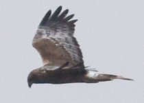 Pied Harrier 1.jpg