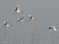 Red-crowned Crane.jpg