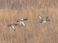 Greater Scaup 2.jpg