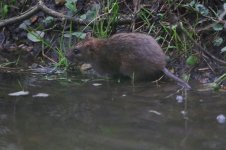 20151226 (1)_Brown_Rat (800x533).jpg