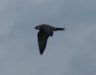 falcon8.jpg