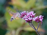 Hummingbird Hawkmoth 800x600.jpg