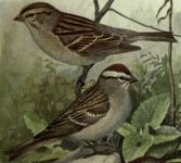 chipping sparrow.jpg