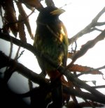 great barbet.jpg