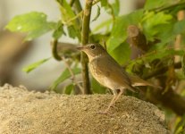 rufous-tailed robin lamma HK D7200 200-500mm_DSC6277.jpg