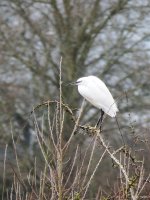 Little Egret on stick compressed.jpg