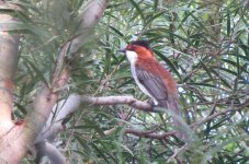 IMG_4225 - Chestnut Bulbul @ RDBT.JPG