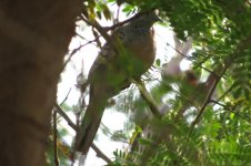 IMG_4238 - Zebra Dove @RDBT.JPG