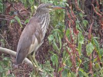 IMG_4232 - Chinese Pond Heron @ RDBT.JPG