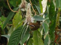 rusty-capped_fulvetta+Leucosceptrum canum.jpg