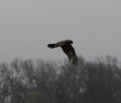 pallid harrier.jpg